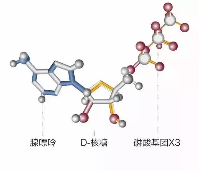 锐宝士果味软糖