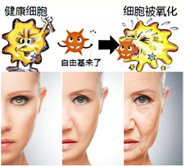 维生素C的秘密
