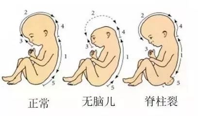 维生素B9（叶酸）