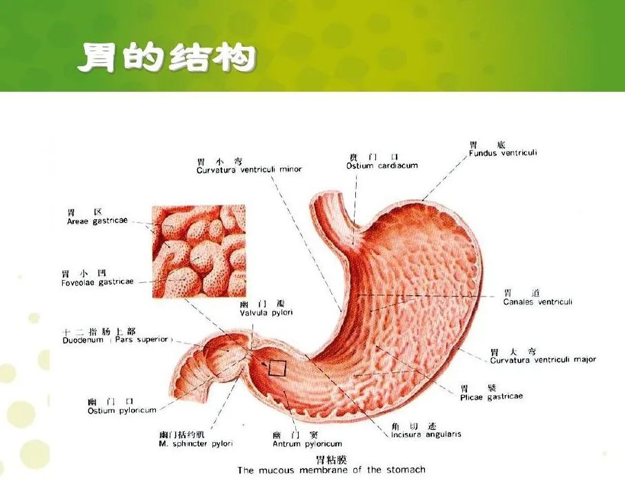 胃痛别不当回事，顾卫能可以调理胃病