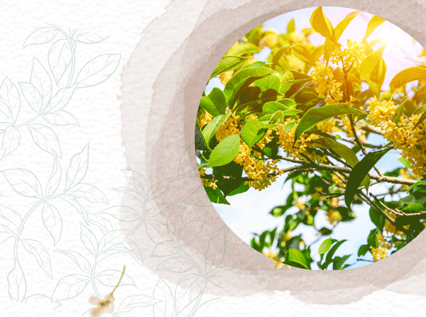 Hidden Garden桂花蜜红（调味茶）