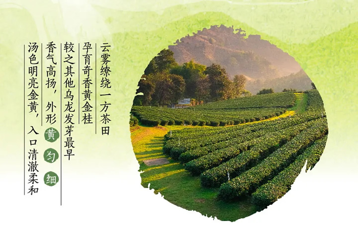 美乐家白桃乌龙（调味茶）