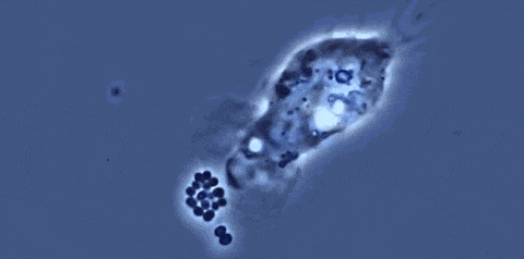 03.gif