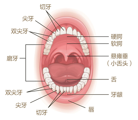 美乐家生命活力营养宝典-口腔健康 保护牙齿
