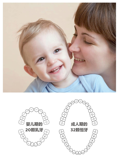美乐家生命活力营养宝典-口腔健康 保护牙齿