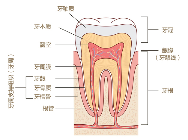 美乐家生命活力营养宝典-口腔健康 保护牙齿
