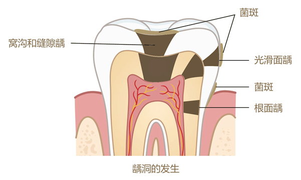 美乐家生命活力营养宝典-口腔健康 保护牙齿