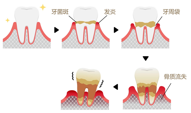 美乐家生命活力营养宝典-口腔健康 保护牙齿