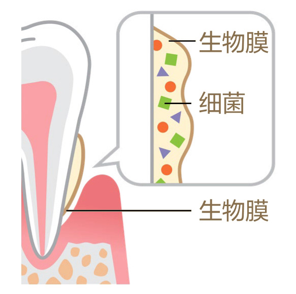 美乐家生命活力营养宝典-口腔健康 保护牙齿