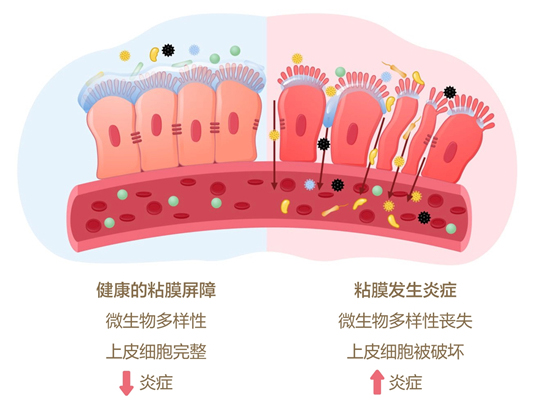 美乐家生命活力营养宝典-口腔健康 保护牙齿