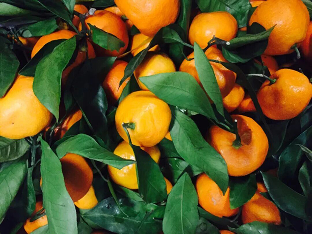 柑橘类水果可以帮助预防血栓形成