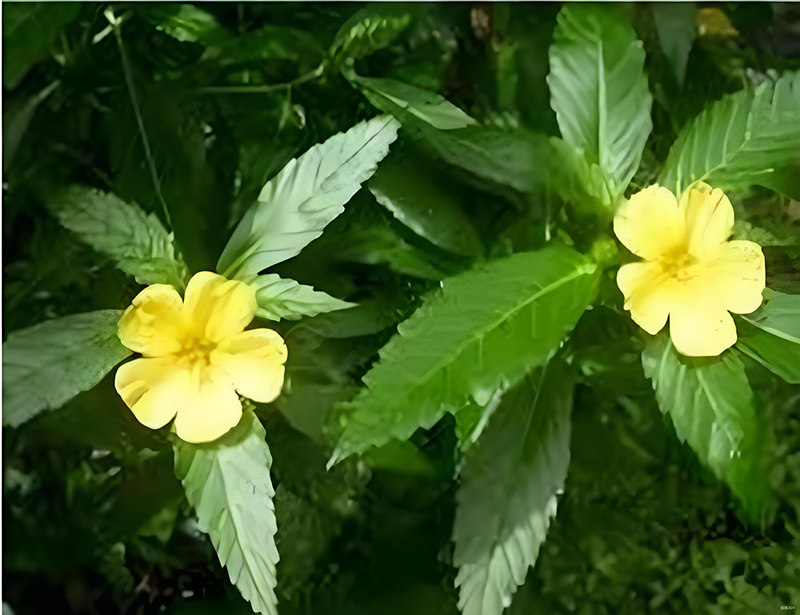 达迷草叶 达迷草叶