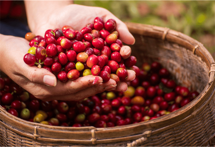 美乐家Moutain Cabin MCT无糖速溶咖啡