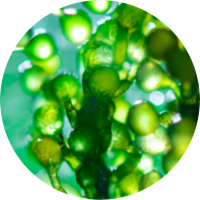 水贝娜清肌净颜洁面泡沫的成份小球藻提取物